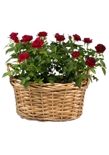 Stunning Red Rose planter in a wicker basket